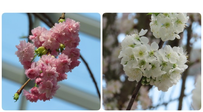 #SAKURA MATSURI FLORAL DISPLAY# @GARDENS BY THE BAY 2019